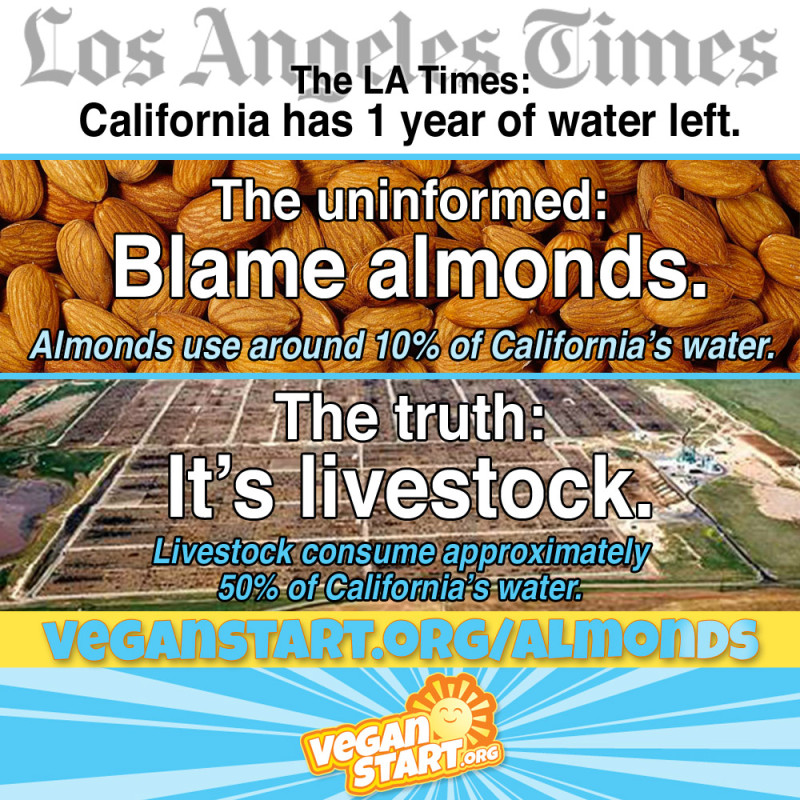 Almonds and Water Use What’s The Scoop?